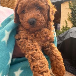 Adopt a dog:Australian Double Mini Labradoodles  - Only 2 Left!!/Australian Labradoodle/Female/Sex: Mixed Litter,Millie and Roscoe have had a litter of 5 Beautiful Mini double doodles (mini double doodles means both parents are mini Labradoodles).