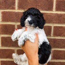 Adopt a dog:Multigen Australian labradoodles /Australian Labradoodle/Female/Sex: Mixed Litter,Beautiful Australian Labradoodle Puppies Looking for Their Forever Home