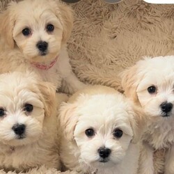 Last 2 girls Pretty Maltese x coton de tular /Maltese/Female/Sex: Female,Beautiful Maltese × Coton de Tuléar Puppies – Loving Family Homes Wanted We are delighted to offer a beautiful litter of 7 puppies looking for their forever homes: 5 girls 2 boys These gorgeous puppies are a Maltese × Coton de Tuléar mix, raised in our family home with lots of love and attention. They will be ready to leave once they are 8 weeks Each puppy will leave with:  Vet health check  First and second vaccinations  Microchip  Worming up to date  Health record  cute puppy pack Colour- White Some puppies have small champagne markings on some of them , some have straight coats and some have curly all have black points and tiny faces Mum: A beautiful Coton de Tuléar, 3 years old, this is her second litter. She has an outstanding temperament—extremely friendly, affectionate, and loving. She has had DNA and health testing, is fully vaccinated, and regularly vet checked. Dad: A full pedigree Maltese with a five-generation championship pedigree. He also lives with us and is our family pet so both parents can be seen. He has an excellent, friendly temperament and has had DNA testing, health checks, is fully vaccinated, and regularly vet checked. Location: Burton-on-Trent We are looking for responsible, loving homes for these wonderful puppies. If you would like more information or would like to arrange a viewing, please get in touch. We are happy to answer any questions and help you find the perfect puppy for your family. ⸻ “Each puppy will leave with a full vet health check, first and second vaccinations, microchip, and worming up to date I’ve attached the dna results of mum Tinkerbell to show how much coton de tular is in her I’ve also attached bears dna I’ll give a copy of bears pedigree if needed too sold little girl sold