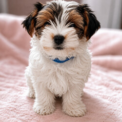 Adopt a dog:Gorgeous Tiny Biewer Yorkshire Terrier Puppies/Biewer Terrier/Female/Sex: Mixed Litter,Beautiful Biewer Yorkshire Terrier Puppies – 1 Girls and 1 Boys Available in Telford