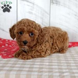 Wendy/Miniature Poodle									Puppy/Female	/8 Weeks,Wendy is a sweet red Mini Poodle girl who is ready to find her forever family! She was born June 15, 2026, to parents Comanche, a 7 lb sire, and Pansy, an 8 lb dam. Both parents have been genetically tested. Wendy currently weighs 2.5 lbs and is estimated to have an adult weight of 7–9 lbs. She is family raised and well socialized. Wendy has been vet checked and is up to date on all her shots and dewormer. She is AKA registered and comes with a 30 day health guarantee and a 1 year genetic health guarantee. This adorable little girl is ready to bring plenty of puppy kisses and companionship to her new home!