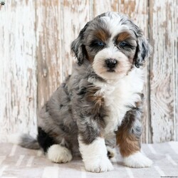 Robert/Mini Bernedoodle									Puppy/Male	/8 Weeks,We would love for you to meet Robert! He would be happy to bring his handsomeness to your life! Think cute puppy poses, puppy cuddles, and puppy kisses! Family raised, up to date on shots and dewormer, and comes with a 1 year genetic health guarantee. He’s socialized with our children, who help care for the puppies!! He comes with a small bag of food, blanket, toy and a collar. Give us a call today! We’re open Monday-Saturday 8-8 and closed on Sundays. Sunday messages will be returned on Monday. Country Echo Pets,  Raymond Lapp Sunbury Pa 17801 Pa License #17927