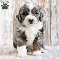 Robert/Mini Bernedoodle									Puppy/Male	/8 Weeks,We would love for you to meet Robert! He would be happy to bring his handsomeness to your life! Think cute puppy poses, puppy cuddles, and puppy kisses! Family raised, up to date on shots and dewormer, and comes with a 1 year genetic health guarantee. He’s socialized with our children, who help care for the puppies!! He comes with a small bag of food, blanket, toy and a collar. Give us a call today! We’re open Monday-Saturday 8-8 and closed on Sundays. Sunday messages will be returned on Monday. Country Echo Pets,  Raymond Lapp Sunbury Pa 17801 Pa License #17927