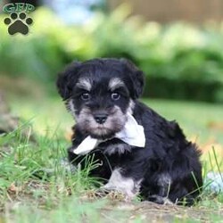 Benji/Miniature Schnauzer									Puppy/Male	/7 Weeks,Hi, I’m Benji! I’m an adorable AKC registered Miniature Schnauzer puppy with a playful personality and a heart full of love. I enjoy exploring the world around me, learning new tricks, and making every day an adventure with my favorite people. Whether I'm playing outside, chasing toys, or spending quality time together, I’m happiest right by your side. With my soft, fluffy coat, bright eyes, and irresistible Miniature Schnauzer charm, I’m sure to capture your heart from the very first moment we meet. I can’t wait to find my forever family and fill your home with love, laughter, loyal companionship, and countless happy memories!