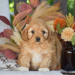 Arline – F1/Cavapoo									Puppy/Female	/June 21st, 2026,Looking for a Cockapoo puppy thats F1 generation!? To welcome into your family?! Look no further than these adorable puppies! We have 2 beautiful girl pups available in this litter. This litter is vet checked with all paperwork, shots & dewormer, 1 Year Health Guarantee & more! If your interested in learning more or you’d like to schedule an in person visit, give us a call today! The F1 Cavapoo dog breed is hypoallergenic and less shedding, great family personality dog breed!