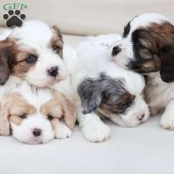 Kingston/Cavachon									Puppy/Male	/June 27th, 2026,Kingston is one of four in his litter, with an approximate adult weight of 12 to 18 lbs  .