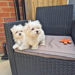 Adopt a dog:Maltese puppy /Maltese/Female/Sex: Mixed Litter,Beautiful Korean Maltese puppies from very small parents!  Boy and girl