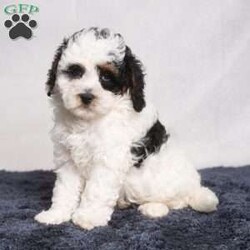 Preston/Cavapoo									Puppy/Male	/9 Weeks,Preston is a Cavapoo boy looking for a new friend! Are you looking to add something handsome to your home? Look no further than Preston! 