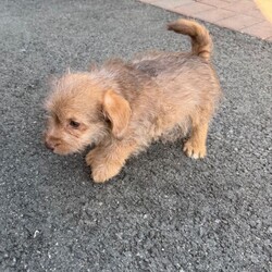 Adopt a dog:Miniature jackapoo puppies 2 little boys left /Jackapoo/Female/Sex: Male,My amazing girl has had a perfect litter of puppies. We have  2 boy