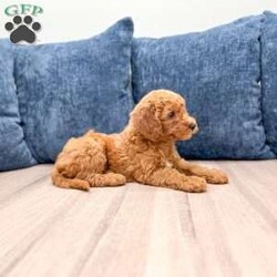 Zoey/Mini Goldendoodle									Puppy/Female	/8 Weeks,Meet Zoey! This sweet and adorable Mini Goldendoodle is looking for a forever family!