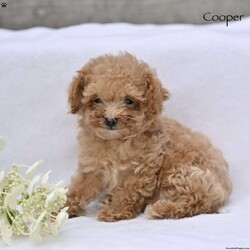 Cooper/Toy Poodle									Puppy/Male	/12 Weeks,Our adorable Toy Poodle puppies are looking for loving homes where they will be cherished as beloved family companions. These sweet puppies have been lovingly raised and are well socialized, making them friendly, affectionate, and comfortable around people.
