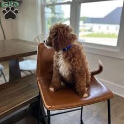 Rex/Mini Bernedoodle									Puppy/Male	/14 Weeks,Meet Rex!   He is our very energetic but sweet mini Bernedoodle! Rex loves exploring but comes back to make sure your close.  He will make a great addition to your home.  His mother Zoey is an F1b Bernedoodle and his father Jerry is a 13# poodle.  Zoey is very gentle and loyal, and Rex will be the same!  Rex will be 30-45#.  Message to set up a time to visit or FaceTime with Rex!