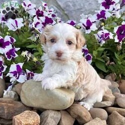 Rayne/Havanese									Puppy/Female	/6 Weeks, Hi! My name is Rayne, and I think we just found each other! I’m a gorgeous purebred AKC registered Havanese puppy with a beautiful cream and white coat that’s as soft as a fluffy little cloud. I may be tiny now, but I have a huge heart and can’t wait to spend my days making my forever family smile! I was born on 6/25/26 and have been lovingly family raised, so I’m growing up surrounded by people, cuddles, and plenty of playtime. I’m curious, affectionate, and always ready to follow my favorite person wherever they go. Whether we’re going on adventures or relaxing on the couch, I’ll be your loyal little sidekick every step of the way. Here’s what I’ll bring home with me: AKC Registration Up-to-date on shots & dewormings Microchipped Health Guarantee Family raised & well socialized! Watch my video to see my sweet personality come to life! Delivery is available right to your door for almost anywhere in the USA! I can’t wait to find the family that’s meant just for me. Call or text today at and let’s start making memories together!