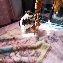 Adopt a dog:Gorgeous Tiny Biewer Yorkshire Terrier Puppies/Biewer Terrier/Female/Sex: Mixed Litter,Beautiful Biewer Yorkshire Terrier Puppies – 1 Girls and 1 Boys Available in Telford