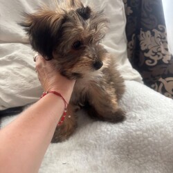 Adopt a dog:Georgeus Yorki boy for sale/Yorkshire Terrier/Female/Sex: Male,Here we have our beautiful Yorkshire terrier males they are fully wended from mummy now see the vet and received he’s vaccination fle treatment microchip and fully health check please call for detail
