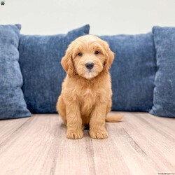 Leo/Mini Goldendoodle									Puppy/Male	/7 Weeks,Meet Leo! This sweet and adorable F1 Mini Goldendoodle is looking for a forever family!