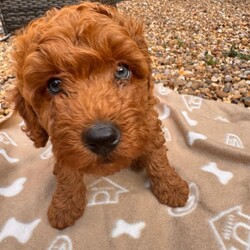 Adopt a dog:Australian Double Mini Labradoodles  - Only 2 Left!!/Australian Labradoodle/Female/Sex: Mixed Litter,Millie and Roscoe have had a litter of 5 Beautiful Mini double doodles (mini double doodles means both parents are mini Labradoodles).