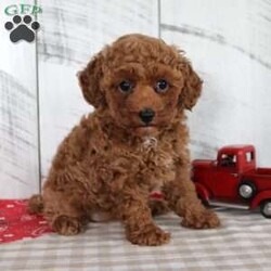 Wendy/Miniature Poodle									Puppy/Female	/8 Weeks,Wendy is a sweet red Mini Poodle girl who is ready to find her forever family! She was born June 15, 2026, to parents Comanche, a 7 lb sire, and Pansy, an 8 lb dam. Both parents have been genetically tested. Wendy currently weighs 2.5 lbs and is estimated to have an adult weight of 7–9 lbs. She is family raised and well socialized. Wendy has been vet checked and is up to date on all her shots and dewormer. She is AKA registered and comes with a 30 day health guarantee and a 1 year genetic health guarantee. This adorable little girl is ready to bring plenty of puppy kisses and companionship to her new home!