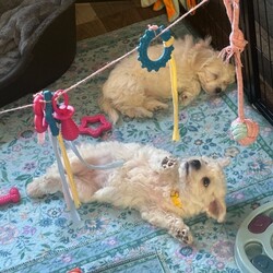 Last 2 girls Pretty Maltese x coton de tular /Maltese/Female/Sex: Female,Beautiful Maltese × Coton de Tuléar Puppies – Loving Family Homes Wanted We are delighted to offer a beautiful litter of 7 puppies looking for their forever homes: 5 girls 2 boys These gorgeous puppies are a Maltese × Coton de Tuléar mix, raised in our family home with lots of love and attention. They will be ready to leave once they are 8 weeks Each puppy will leave with:  Vet health check  First and second vaccinations  Microchip  Worming up to date  Health record  cute puppy pack Colour- White Some puppies have small champagne markings on some of them , some have straight coats and some have curly all have black points and tiny faces Mum: A beautiful Coton de Tuléar, 3 years old, this is her second litter. She has an outstanding temperament—extremely friendly, affectionate, and loving. She has had DNA and health testing, is fully vaccinated, and regularly vet checked. Dad: A full pedigree Maltese with a five-generation championship pedigree. He also lives with us and is our family pet so both parents can be seen. He has an excellent, friendly temperament and has had DNA testing, health checks, is fully vaccinated, and regularly vet checked. Location: Burton-on-Trent We are looking for responsible, loving homes for these wonderful puppies. If you would like more information or would like to arrange a viewing, please get in touch. We are happy to answer any questions and help you find the perfect puppy for your family. ⸻ “Each puppy will leave with a full vet health check, first and second vaccinations, microchip, and worming up to date I’ve attached the dna results of mum Tinkerbell to show how much coton de tular is in her I’ve also attached bears dna I’ll give a copy of bears pedigree if needed too sold little girl sold