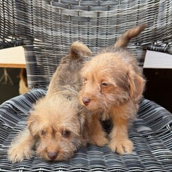 Adopt a dog:Miniature jackapoo puppies 2 little boys left /Jackapoo/Female/Sex: Male,My amazing girl has had a perfect litter of puppies. We have  2 boy