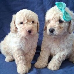 F1b minature cockapoos, dna tested clear!/Cockapoo/Female/Sex: Mixed Litter,Six beautiful pups born to our family and we are looking for the perfect homes for them. Girls have pretty bows. Dad is a miniature poodle and mum is a miniature cockapoo meaning the pups tend to be more curly as have more poodle in them and more hypogenic particularly low shedding with is fantastic for asthma or allergies suffering persons and perhaps people that value more tidy clean homes. Both parents have had full genetic testing prior to breeding to ensure puppies are bred to the highest standard available. Puppies are fully clear on all tests completed and associated to the breed of spanials and poodles that create the cockapoos. Puppies are certified clear on the following:
