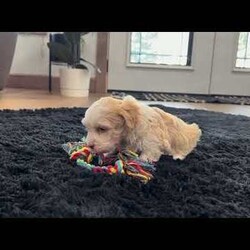 Rayne/Havanese									Puppy/Female	/6 Weeks, Hi! My name is Rayne, and I think we just found each other! I’m a gorgeous purebred AKC registered Havanese puppy with a beautiful cream and white coat that’s as soft as a fluffy little cloud. I may be tiny now, but I have a huge heart and can’t wait to spend my days making my forever family smile! I was born on 6/25/26 and have been lovingly family raised, so I’m growing up surrounded by people, cuddles, and plenty of playtime. I’m curious, affectionate, and always ready to follow my favorite person wherever they go. Whether we’re going on adventures or relaxing on the couch, I’ll be your loyal little sidekick every step of the way. Here’s what I’ll bring home with me: AKC Registration Up-to-date on shots & dewormings Microchipped Health Guarantee Family raised & well socialized! Watch my video to see my sweet personality come to life! Delivery is available right to your door for almost anywhere in the USA! I can’t wait to find the family that’s meant just for me. Call or text today at and let’s start making memories together!