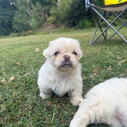 Adopt a dog:Puppies /Pomeranian/Female/Sex: Mixed Litter,I have 3 lovely girls and 2 males puppies mix breed of Pomeranian and Shih Tzu they are very well cared for and are very playful and child friendly, born on the 6th on June, they have had their first vaccination, and will be ready for sale in one week making them 1 month and 4 weeks old