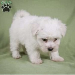 Fredy/Maltese									Puppy/Male	/8 Weeks,Are you looking for an awesome puppy ? This one would love to be you buddy !! Bred to bring joy and love to your life !! If you are looking for an JOLLY and PLAYFULL puppu look no further !!
