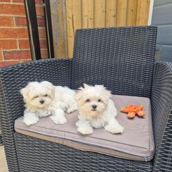 Adopt a dog:Maltese puppy /Maltese/Female/Sex: Mixed Litter,Beautiful Korean Maltese puppies from very small parents!  Boy and girl