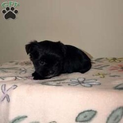 Chloe/Yorkie									Puppy/Female	/7 Weeks, Chloe | KB Black Teacup Yorkie Sweet, petite, and absolutely adorable! Chloe is a loving little girl with a big personality, looking for her perfect forever home.