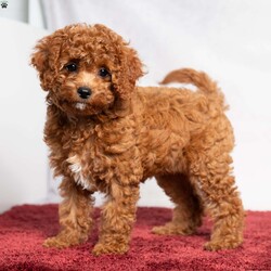 Opal/Cavapoo									Puppy/Female	/11 Weeks,Opal is a cute little Cavapoo looking for her forever home! She is a laid-back puppy with a sweet personality. Have you decided to add some sweetness to your home? Then look no further than this sweetheart! 