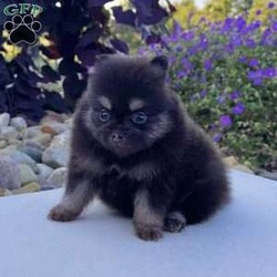 Shadow/Pomeranian									Puppy/Male	/5 Weeks, Pssst… looking for a tiny best friend? I’m Shadow! I may be tiny, but I have enough personality to fill the whole house! I’m a purebred AKC registered teacup Pomeranian boy born on 7/2/26, with beautiful black & tan coloring, the sweetest teddy bear face, and a thick fluffy coat that makes me look like a tiny stuffed animal. My favorite size? Carry-me-everywhere size! I’m the kind of little companion who can tag along on your adventures, curl up in your lap, and be right beside you for all the everyday moments in between. I’m being family raised and well socialized, so I get plenty of attention and love. And you’ll know when I’m happy—which is pretty much all the time—because my little tail just keeps going! Before I head off to my new home, I’ll be: AKC Registered Vet Checked Up to date on shots & dewormings Microchipped Covered by a Health Guarantee Family raised & well socialized Think I’m cute in my picture? Wait until you see my video! Distance doesn’t have to keep us apart! Delivery is available right to your door for almost anywhere in the USA. Call or text today and ask about Shadow! Tiny enough to carry along. Sweet enough to never want to leave home without me.