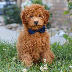 Adopt a dog:Freddy/Cavapoo/Female/April 18, 2026,Hi, I'm Freddy! I'm a 16-week-old male Cavapoo. My dad is a Poodle and my mom is a Cavapoo. I have a beautiful red coat, and I was born on April 18. I am ready now to plan my trip to my forever family. Once I reach my adult size, I'm expected to weigh between 10–20 lbs. I'm ready to make every day a little brighter with my puppy love.