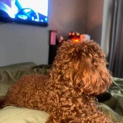Adopt a dog:Tiny & Adorable Asian Toy Poodle Boys – Ready for Reservation! /Toy Poodle/Female/Sex: Male,Meet these two absolutely adorable Asian Toy Poodle boys!  They are tiny, sweet, playful, and full of personality — perfect little companions for a loving home.