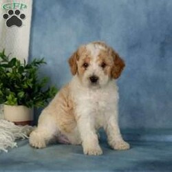 Waffles/Miniature Poodle									Puppy/Male	/June 25th, 2026,These sweet little Mini Poodle puppies are looking for their furever homes! Happy, healthy, and full of personality, these adorable little ones have been family raised, and it truly shows. They are confident, well-socialized, and ready to meet every adventure by your side.