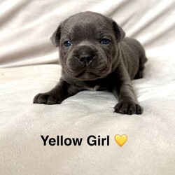 Beautiful Blue Staffy pups /Staffordshire Bull Terrier/Female/Sex: Mixed Litter,Welcome to our advert, we have a litter of 5 pups available. These are exceptional blue staffys. 