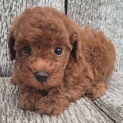 Kara/Poodle/Female/June 30, 2026