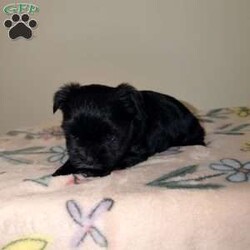 Chloe/Yorkie									Puppy/Female	/7 Weeks, Chloe | KB Black Teacup Yorkie Sweet, petite, and absolutely adorable! Chloe is a loving little girl with a big personality, looking for her perfect forever home.