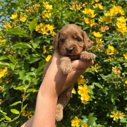 Adopt a dog:Beautiful Cockapoo Puppies/Cockapoo/Female/Sex: Mixed Litter,3 gorgeous Cockapoo babies left from a stunning litter out of our lovely family dog Margot.