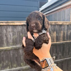  Beautiful F1 Sproodle Puppies /Sproodle/Female/Sex: Mixed Litter, Beautiful F1 Sproodle Puppies (Sprocker Spaniel × Miniature Poodle) 