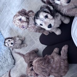 Adopt a dog:Cockapoo puppies ready to leave 3 left /Cockapoo/Female/Sex: Mixed Litter,*updated. All pups has had health check, vaccine & chipped. Ready to leave