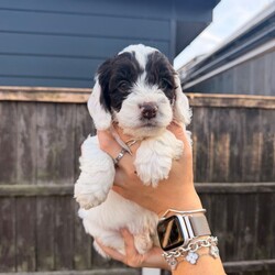  Beautiful F1 Sproodle Puppies /Sproodle/Female/Sex: Mixed Litter, Beautiful F1 Sproodle Puppies (Sprocker Spaniel × Miniature Poodle) 