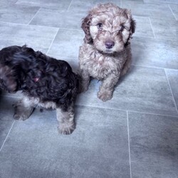 Adopt a dog:Cockapoo puppies ready to leave 3 left /Cockapoo/Female/Sex: Mixed Litter,*updated. All pups has had health check, vaccine & chipped. Ready to leave