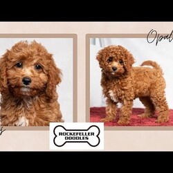 Opal/Cavapoo									Puppy/Female	/11 Weeks,Opal is a cute little Cavapoo looking for her forever home! She is a laid-back puppy with a sweet personality. Have you decided to add some sweetness to your home? Then look no further than this sweetheart! 