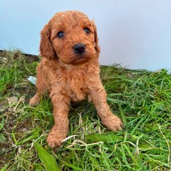 Adopt a dog:F1 Cockapoo pups/Cockapoo/Female/Sex: Mixed Litter,Our beautiful Bailey has had a litter of 4 pups, 3 boys (x2 cream x1 red) and 1 red girl. *** 2 CREAM BOYS REMAINING *** Puppies are vaccinated, vet checked, wormed and microchipped. Bailey is a cockapoo and the father of the pups is a toy miniature poodle (both can be seen in pics). These pups will not shed any hair. They are ready to leave for their forever new homes. Feel free to ask any questions.