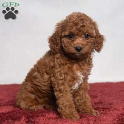 Opal/Cavapoo									Puppy/Female	/11 Weeks,Opal is a cute little Cavapoo looking for her forever home! She is a laid-back puppy with a sweet personality. Have you decided to add some sweetness to your home? Then look no further than this sweetheart! 