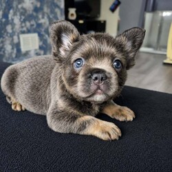 Fluffy French bulldog/French Bulldog/Female/Sex: Mixed Litter,These fluffy frenchies are fully vaccinated and socialised with other dogs and children. They each have their own personalities and are looking for the perfect family to be a part of.