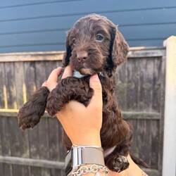  Beautiful F1 Sproodle Puppies /Sproodle/Female/Sex: Mixed Litter, Beautiful F1 Sproodle Puppies (Sprocker Spaniel × Miniature Poodle) 