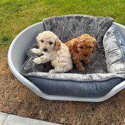 Adopt a dog:F1 Cockapoo pups/Cockapoo/Female/Sex: Mixed Litter,Our beautiful Bailey has had a litter of 4 pups, 3 boys (x2 cream x1 red) and 1 red girl. *** 2 CREAM BOYS REMAINING *** Puppies are vaccinated, vet checked, wormed and microchipped. Bailey is a cockapoo and the father of the pups is a toy miniature poodle (both can be seen in pics). These pups will not shed any hair. They are ready to leave for their forever new homes. Feel free to ask any questions.
