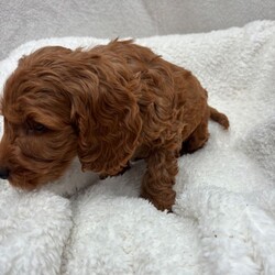 Adopt a dog:Cavapoo puppies/Cavapoo/Female/Sex: Mixed Litter,Welcome to these totally stunning beautiful Cavapoo puppies who are dark ruby red mam is a cavalier King Charles who has done the most amazing job in raising her babies to just be like her gentle in every way and loves cuddles and play they have the most amazing coats with beautiful curls which come from mam and dad . Dad is a miniature poodle who was red in colour and had the most amazing nature about him and with poodles being hypoallergenic and none shedding these coats and curls have to be seen to be believed they will be vaccinated and flead and wormed by the vet and microchipped and health checked aswell we can facilitate video calls and private viewings aswell they will leave with a puppy pack and a lifetime of support xxc
